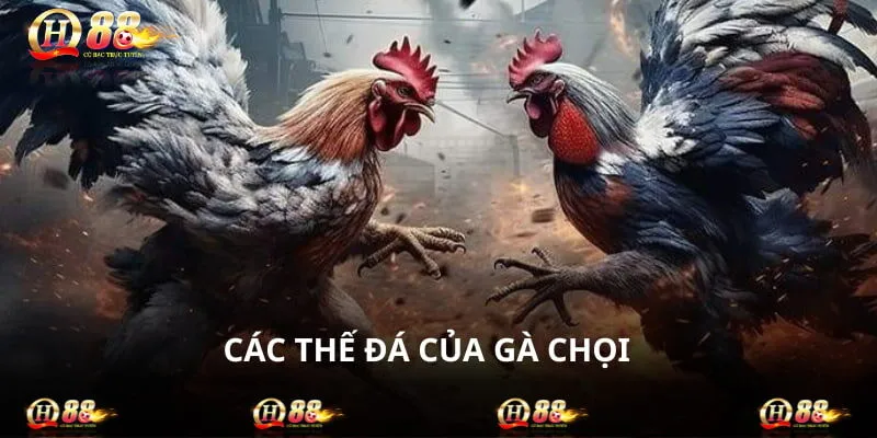Các Thế Đá Của Gà Chọi Giúp Hạ Gục Đối Thủ Sau 1 Chiêu